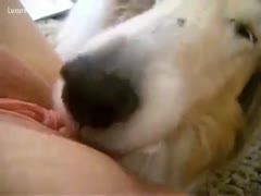 Doggy licks obediently on his master s bawdy cleft